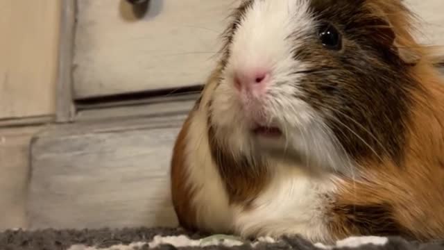 I don't know what you're looking at when you look at the rabbit, but I'm looking at the nose, right