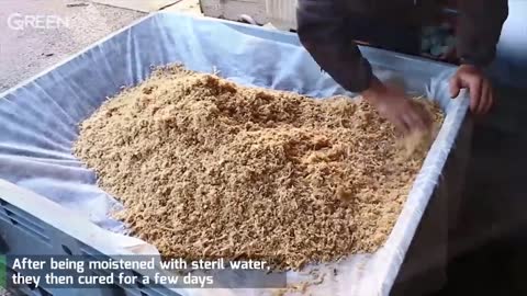 Panen Anggur Kualitas Super | Proses Pembibitan