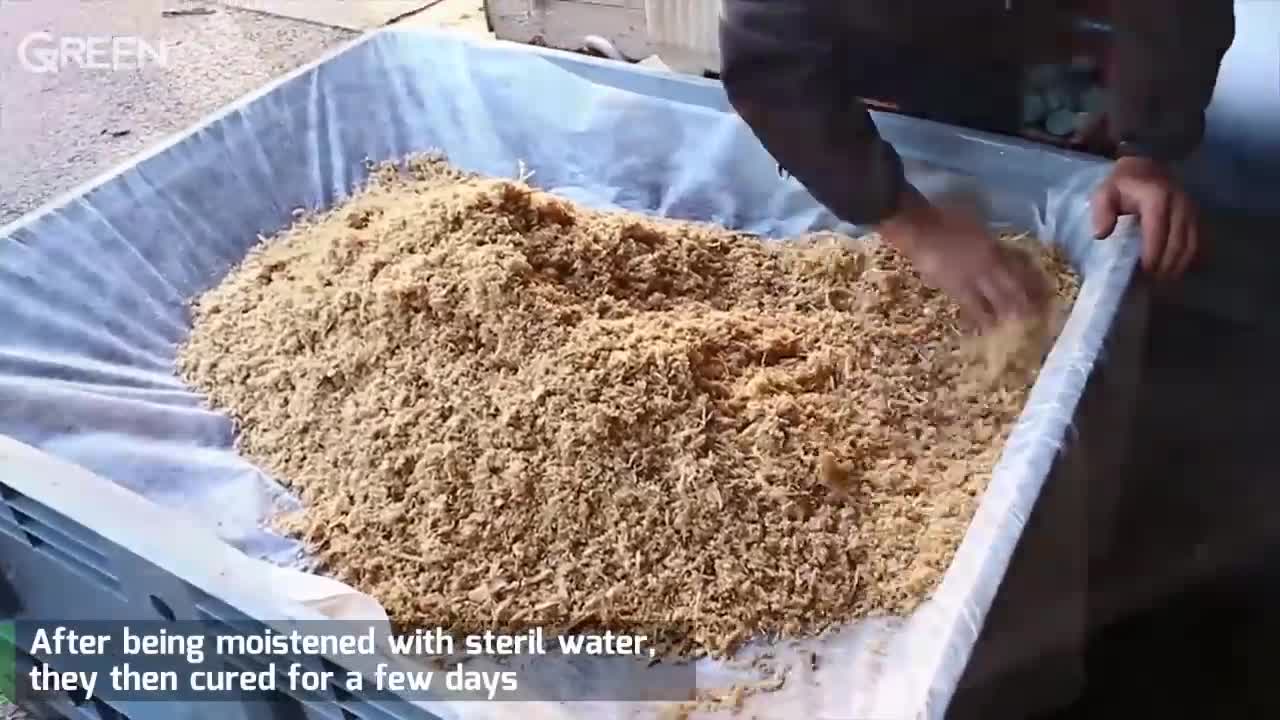 Panen Anggur Kualitas Super | Proses Pembibitan