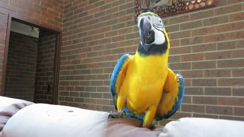 Parrot talking to his own family and friends ❤️😎