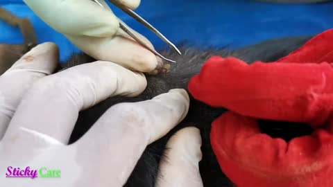 Removing All Ticks From Dog - Dog Ticks Removing Clip - Ticks Removal Videos EP 25