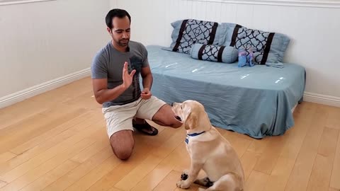 How to Train your Dog or Puppy to Sit and Stay | How I Trained Buddy (Easy Dog Training at Home)