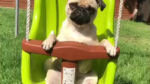 Cute pug enjoys chill out moment on the swing