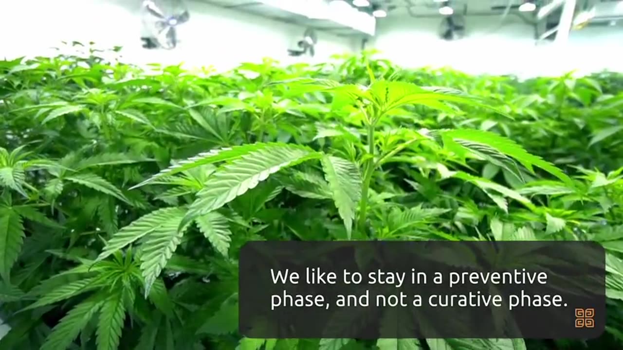 CANNABIS - CANNA CRIBS