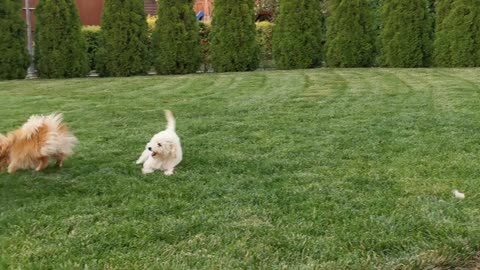 Dogs-running-around-and-playing