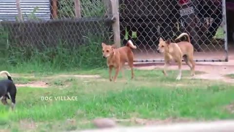 Group Dog meeting