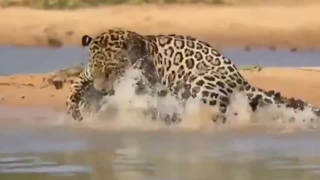 Jaguar is faced with alligator, what will happen? 😱