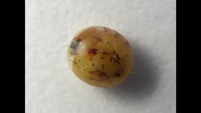 Moth embryo makes extensive movements within its egg