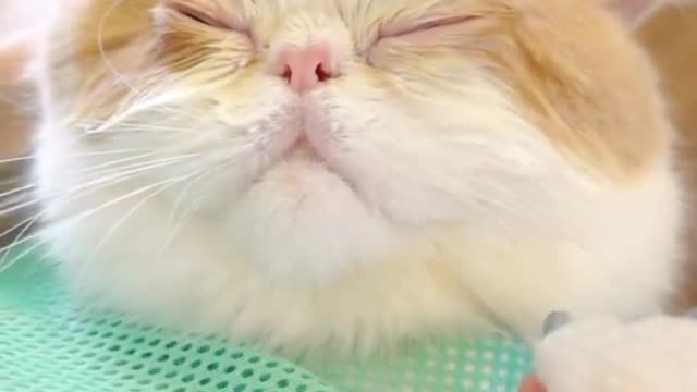 Give your cat a SPA