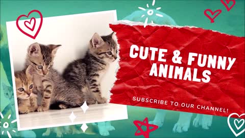 Cute and Funny Cat Videos Compilation, April 2021 | Cute and Funny Animals