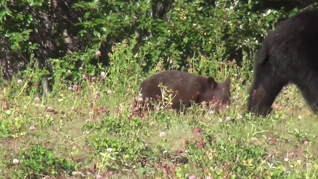 Black bear baby bear yukon