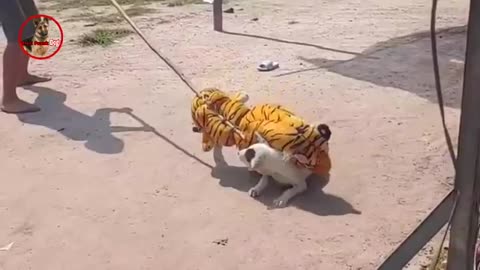 Troll Prank dog & fake Lion and Fake Tiger Prank To dog | Videos Troll 2022