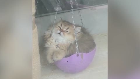 Two sleeping cats