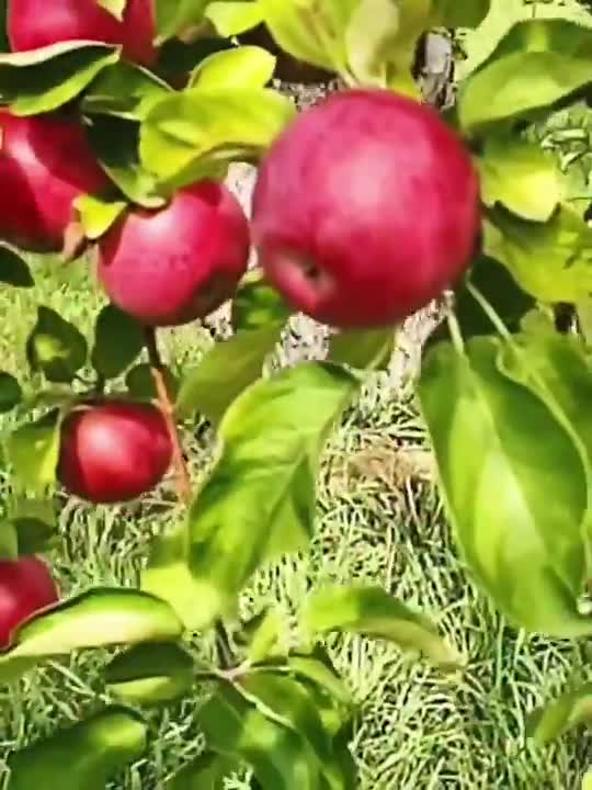 Montreal LUSCIONESS CRISP APPLE #shorts