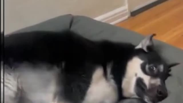 Guilty Dog Freaks Out When Interrogated