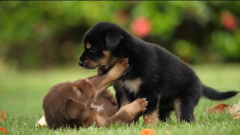 Dog puppy playing and dog playing