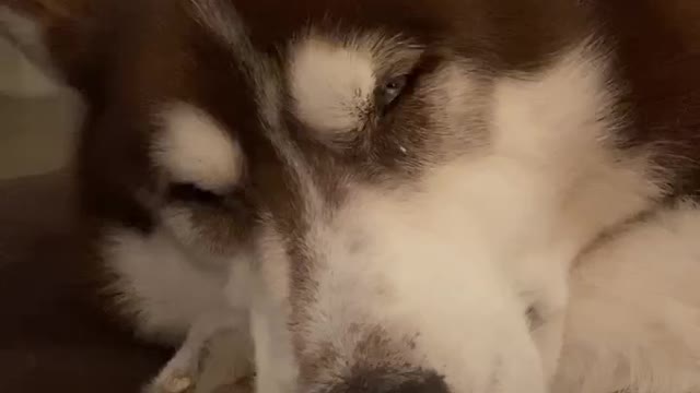 This husky is clearly dreaming of some tasty ice cream