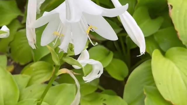 Beautiful white flowers