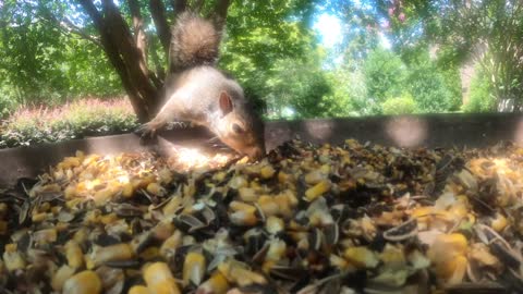 Squirrel chomping away