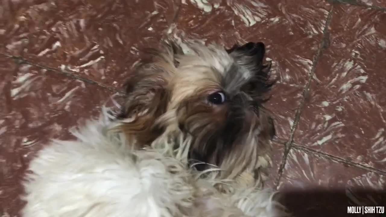 MOLLY | THE SHIH TZU | CUTE & LAZY