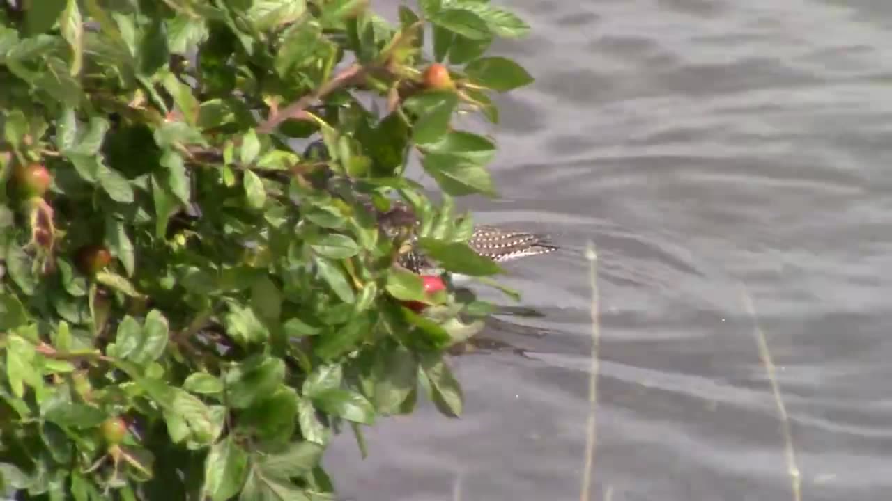 Birds Of Newfoundland-Greater Yellowlegs-Tringa melanoleuca