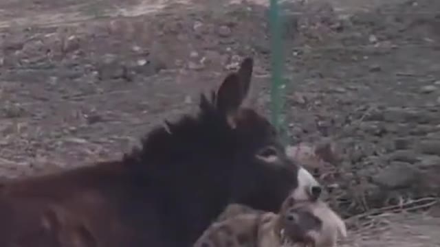 How the donkey punished the hyena