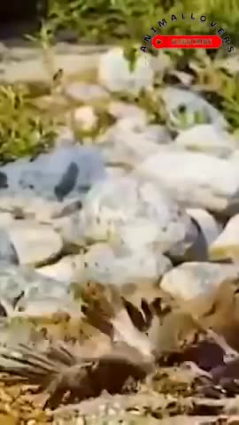 How did the wild cat attack #short #wilds #animal #shortvideo