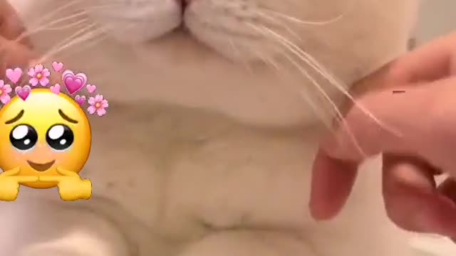 Playing with a cat's face