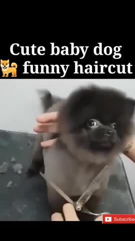 cute baby dog 🐕 haircut reaction | cute dog video | dog videos | funny dogs | shorts | #shorts