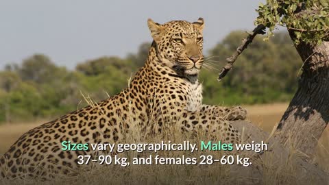 Leopard || Description, Characteristics and Facts!