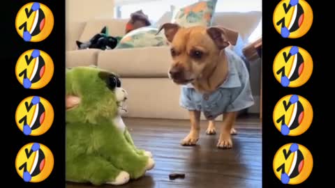 Cute and funny cat and dog video 2021