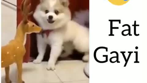 The dog 🐕 crying very fast