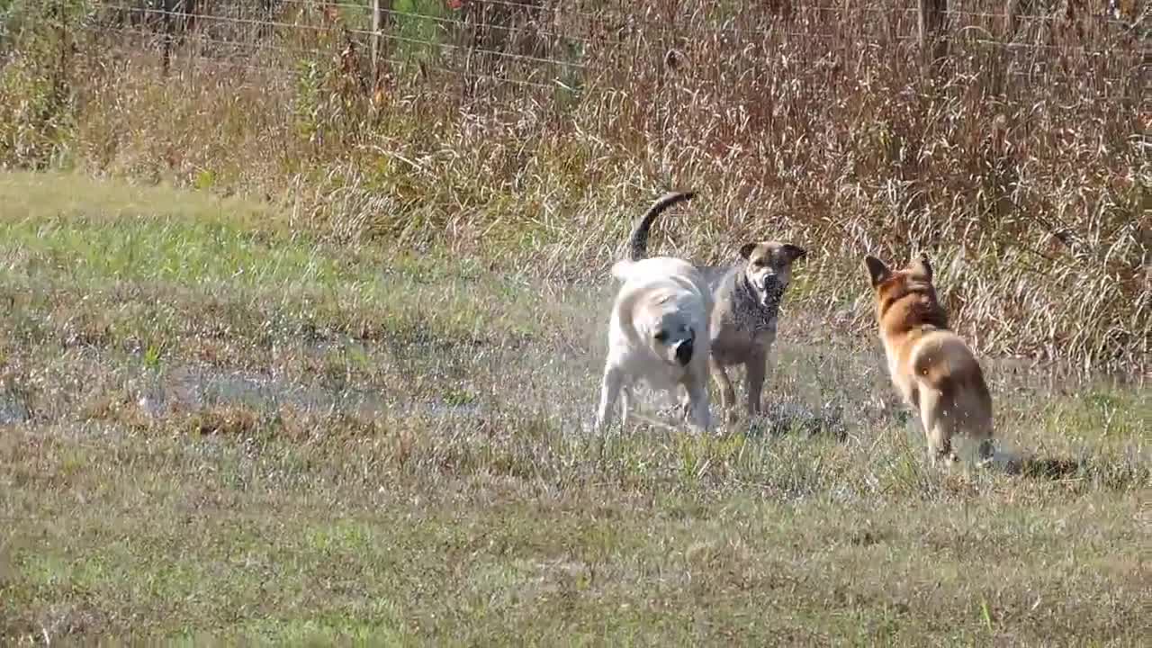 Formerly Chained Dogs Have Freedom Run in Field