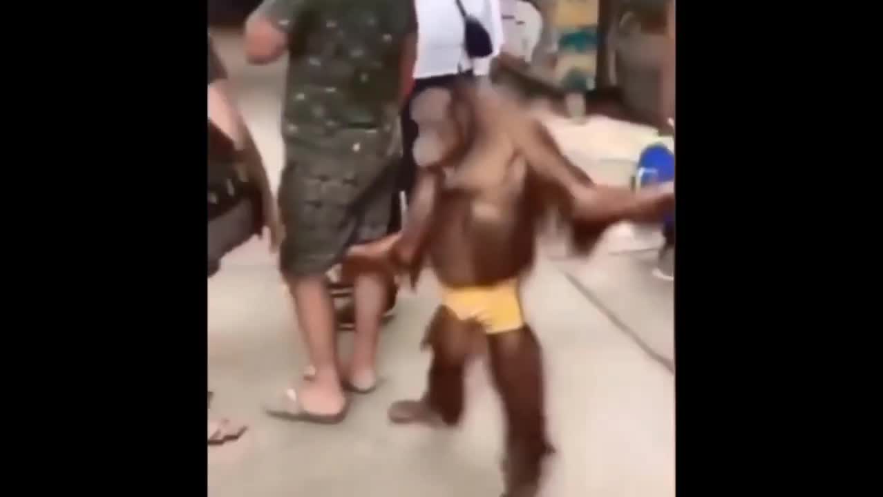 Funny Monkey 🐒 Video Caught on 📷