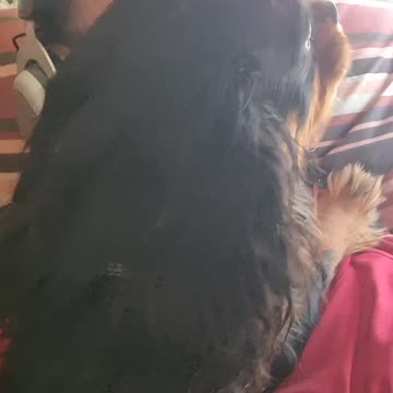 Send Halp! Vicious doggo attac!