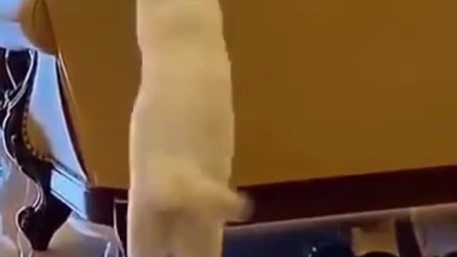 Cute Pets Doing Funny Things - Cutest Pets In The World