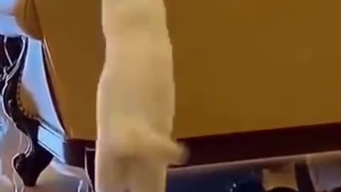 Cute Pets Doing Funny Things - Cutest Pets In The World