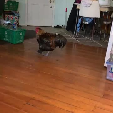 Screaming J Hawkins practicing his strut