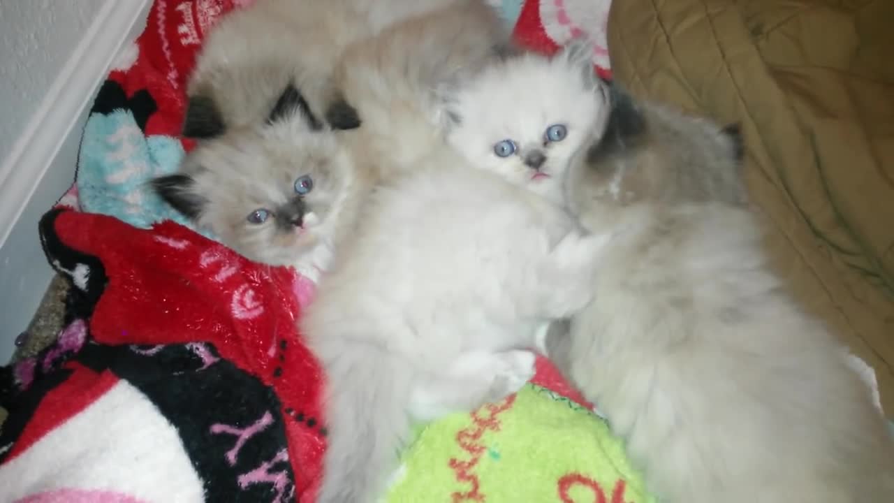 Cute Himalayan kittens playing ☘