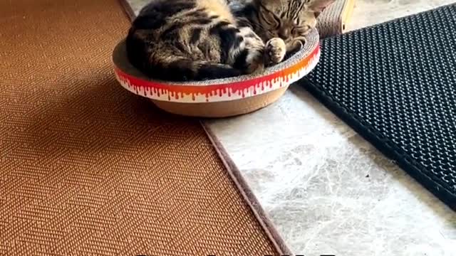 cat daily funny moments part.5