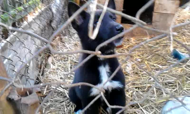 dogs in a cage