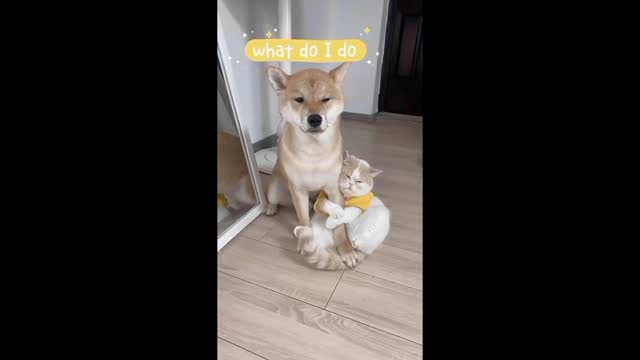 Cute Cat Hugs Dog 🐶