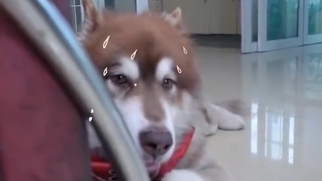 Funny dog and cat video