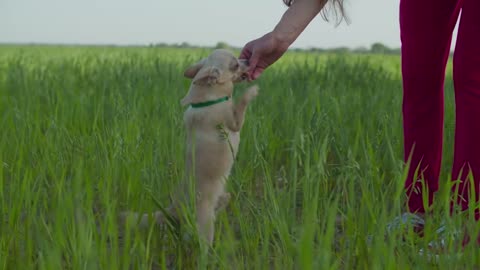 DOG PUPPY EATING FOOD BY HER HAND