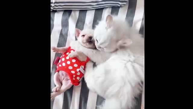 Cat taking care of puppy | Lovely cats and dogs