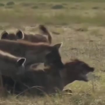 Good animals club fight.