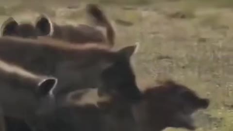 Good animals club fight.