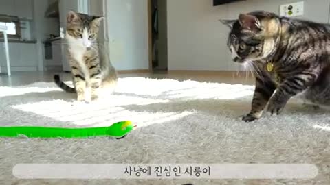[ENG SUB] The funny reaction of cats who saw a toy snake!