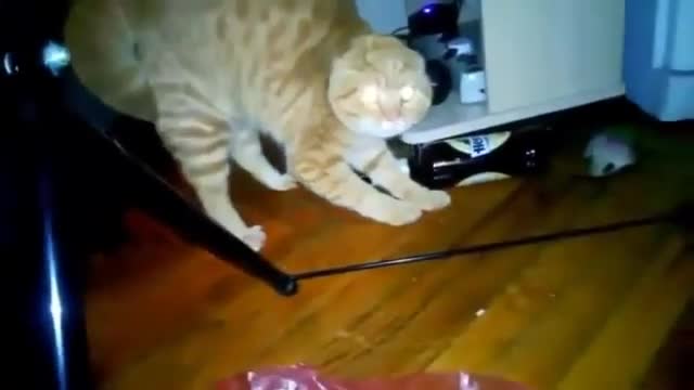 Try not to laugh animal(MUST WATCH)