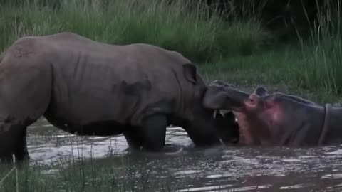 Power of Crazy Hippo - wide mouth Hippo bites everything it sees-14